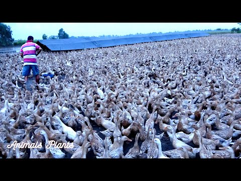 The Duck | Duck | Nearly 8,000 ducks left the farm like a tornado.Animals Plants