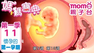 媽媽寶典 S1【懷孕的第一孕期】第1季 第11集｜嬰幼兒發展、活動、飲食、醫療篇｜新手爸媽｜孩子教養｜醫師、營養師分享｜兒童電視節目【momo_親子台｜官方HD電視頻道 完整版】momokids