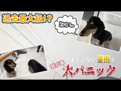 【台風10号の影響で…】ワンコ雷大パニック❗️保護犬チワワ大丈夫！？先住犬ダックス大泣き！数分の間に物凄い雷雨！！