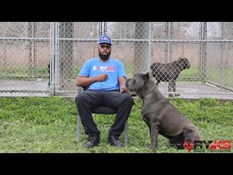 Is This Protection Breed For You? | The Cane Corso