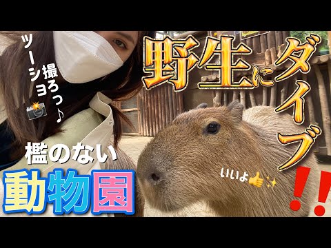 【柵がない😳】関西動物園１位人気の神戸どうぶつ王国が可愛いと楽しいのオンパレード