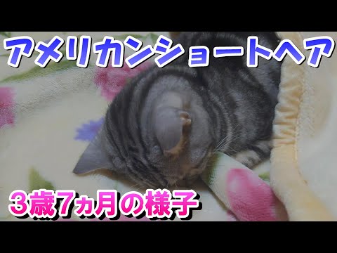 ３歳７ヵ月の様子　お布団に寝に来ますよ（アメリカンショートヘア）