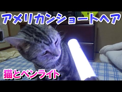 猫となぜか貰ったペンライト（アメリカンショートヘア）