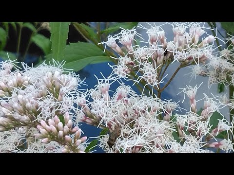 アサギマダラに会いに・・朱雀の庭／梅小路公園／癒しのタイムチャンネル