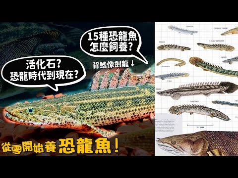 【從零開始養】恐龍魚!活化石?恐龍時代到現在?居然有皮卡丘恐龍魚?15種介紹!怎麼飼養布缸?【許伯簡芝】