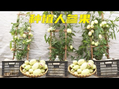 用塑料筐种人参果，简单实用，特别高产，赶快回家试试吧