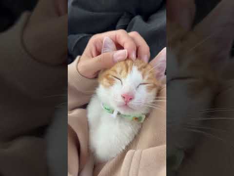 😍#video #viral #cat #animals #shorts #cute#pets #sleep