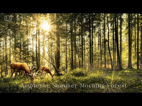 ♫ 乾淨無廣告 ♫ ASMR 白噪音 - 夏日早晨森林 - 滿滿正能量大自然聲音 ASMR Ambience Summer Morning Forest