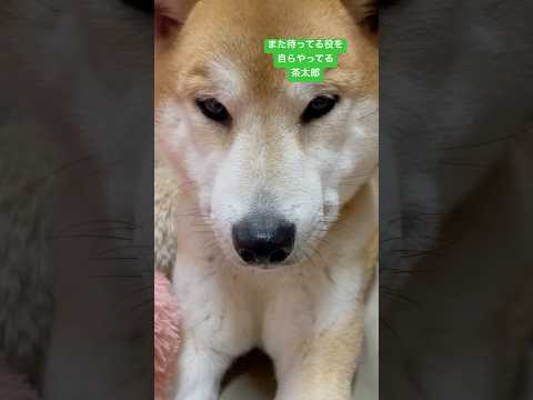 また待ってる役する茶太郎ワン #shiba #しばいぬ #柴犬