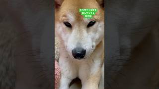 また待ってる役する茶太郎ワン #shiba #しばいぬ #柴犬