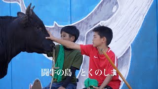 【English Subtitles】Tokunoshima, the Island of Bull-Sumo「闘牛の島　とくのしま」