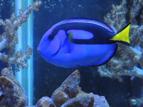 Keeping a Blue Tang in a Reef Aquarium