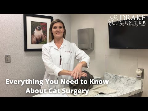 Everything You Need to Know About Cat Surgery