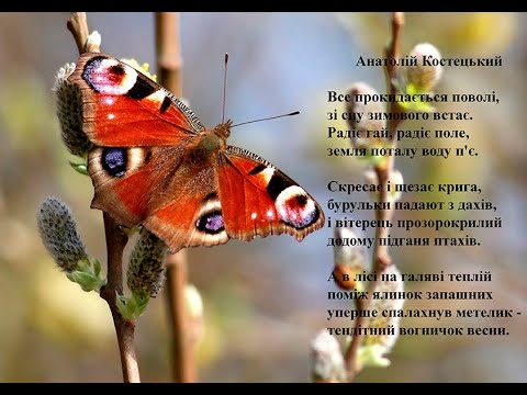 Анатолій Костецький Все прокидається поволі Вчимо вірш он-лайн з дітьми 5-6-ти років