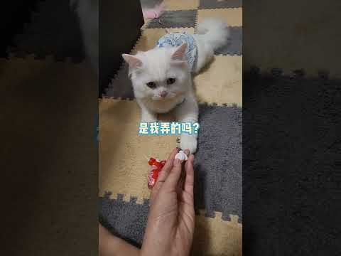 拆家猫咪犯了错，有点知错态度，但不多。 #猫 #可爱到爆炸 #可爱的猫咪 #猫咪迷惑行为