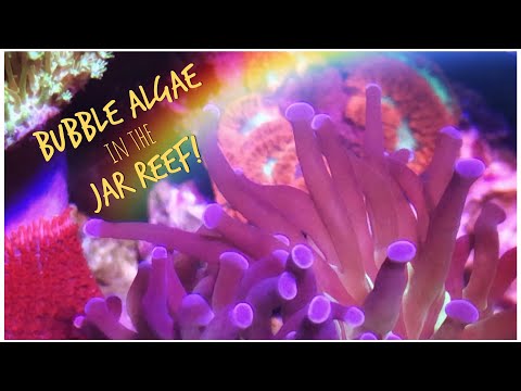 Bubble Algae Outbreak in the Jar Reef - August Update 2019