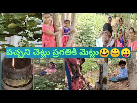 ప్రకృతి అందాలు || nature's beauty || మా mini గార్డెన్ || పచ్చని చెట్లు ప్రగతికి మెట్లు🌱🌱🌳🌲☘️🍀