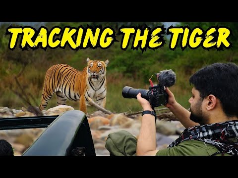 Best Zone in Jim Corbett National Park for Tiger Sighting | Jim Corbett Safari | Jungle Safari