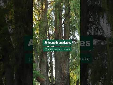 ANCIENT TREES inside Mexico City's largest public park #shorts #cdmx #travel