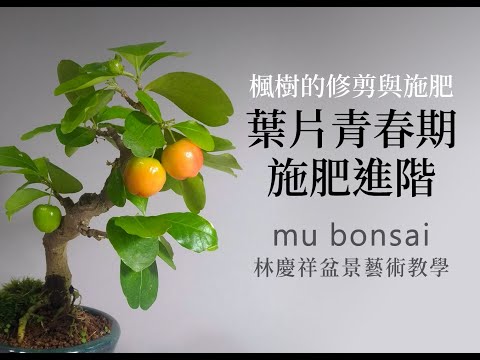 夏∣花果施肥寶典  改善山槭葉芽枯焦 ◤林慶祥盆景藝術教學◢ Bonsai in Taiwan