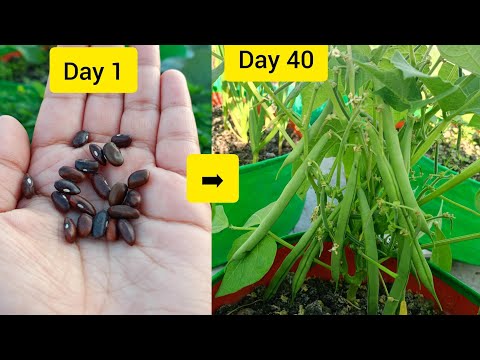 How to grow beans at home easily in containers/ grow bags #beans #gardening #terracegarden