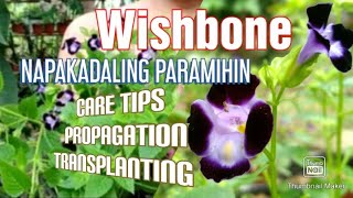 TORENIA/WISHBONE PLANT: Paano Mag-alaga At Magparami / Care Tips, Propagation, & Transplanting