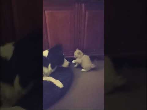 Dr. Dre vs Marshall #petfun #catsplaying #dogsplaying #catsanddogs #furrbabies