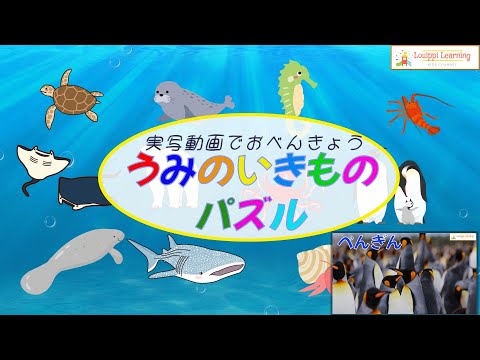 [ Japanese ] Sea animals Flashcard video for kid Toddler Baby