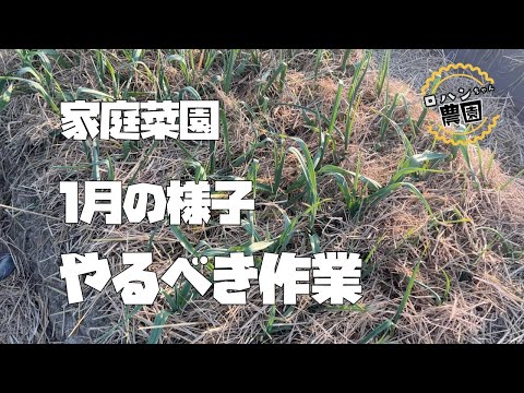 【家庭菜園】畑の様子　1月の作業はこれをしていきます！【ニンニク】【玉ねぎ】【ソラマメ】【スナップエンドウ】【土づくり】