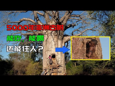 能活5000年的非洲古树，能吃能喝还能住人，为什么倒在了今天？#动物世界 #自然传奇 #大自然 #動物 #動物故事 #野生動物 #動物反殺 #万物有光