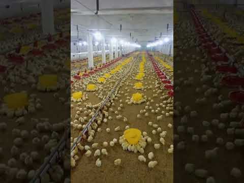 poultry farm #broilerchicks #broiler_poultry_farm #henfarminginpakistan  #broilerchickenfarming