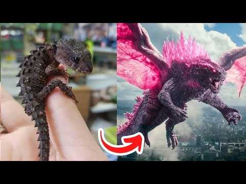 Before & After Animals Growing Up. Amazing Animal Transformation 2024  #short #tiktok #animals