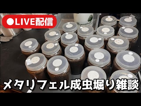 LIVE配信メタリフェル成虫掘り出し雑談【クワガタ飼育】