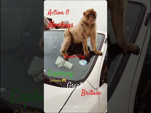 Monkeys in action #shorts #english #funny