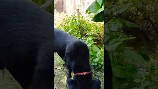 Labrador dog day 10 #chikulabradordog #trending #doglover #dogvideo #viralshort #pets #puppy #videos