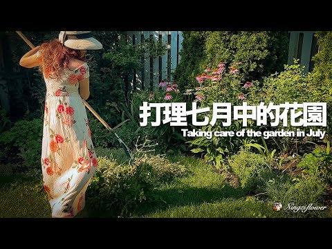 七月中旬的宁子花园｜下雨之后移栽植物｜蓝雪花的换盆