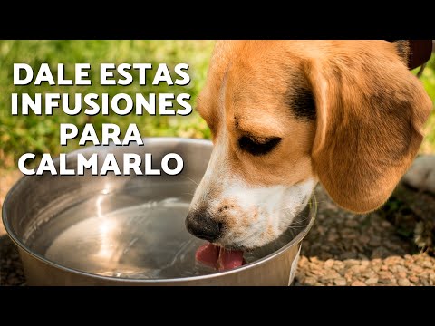 8 HIERBAS NATURALES para PERROS 🍵🐶🌱 ¿Son buenas las INFUSIONES para PERROS?