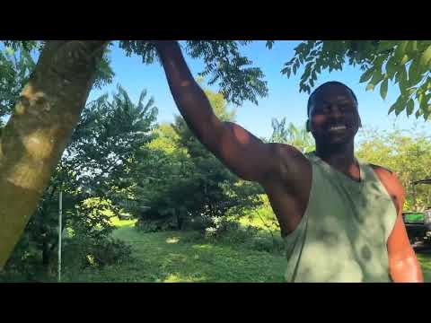 Healing Tropical Fruits and Herbs That I Grow On My Farm For Healing