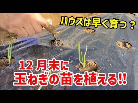 【実験】ハウスで玉ねぎ -We plant onion seedlings in the greenhouse.-