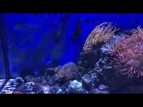 Tony Nguyen: Ultra Modern Reef Tank Update 11-30-21