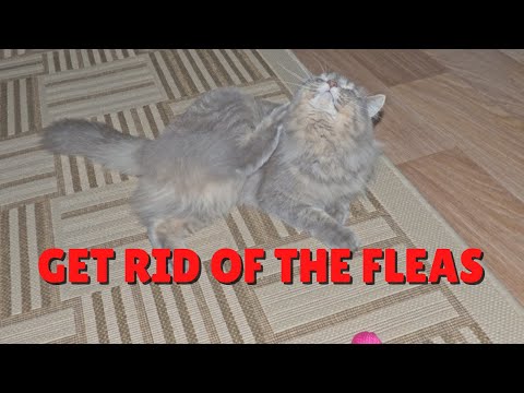 How To Get Rid Of The Fleas In Your Home Naturally | Two Crazy Cat Ladies #cats #fleas