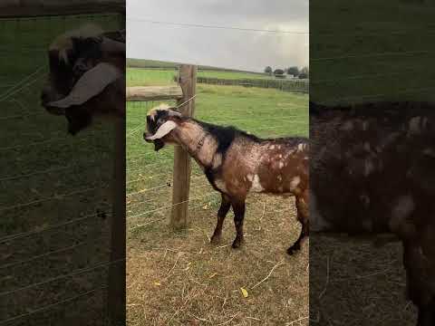 “Cranky” Griffin the Billy Goat #lancasterpa #amish #moonbeammeadowsfarm #shorts