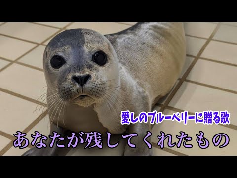 アザラシ幼稚園ファンソング「ブルーベリーに贈る歌」世界中の里親さんたち、一緒に乗り越えましょう！里親さん応援ソング