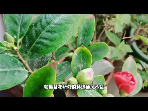 一招解决茶花掉叶问题，新手也能养好茶花