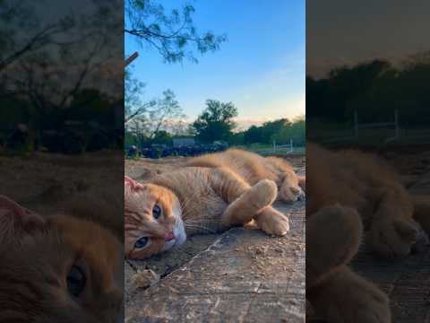 #toebeans #cat #countrylife #precious #orangecat #catlovers #orangecats #kittens #texas