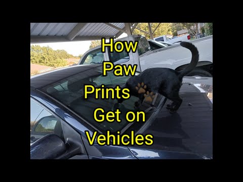 (1607) How Paw Prints 🐾 Get on Vehicles 🚙