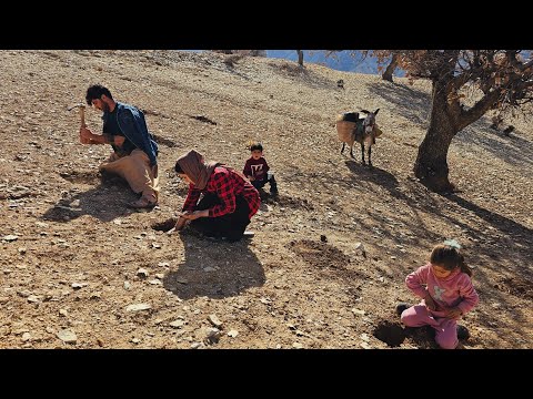 Nomadic Mountain Trip: Gathering Firewood, Planting Oak Trees & Sajjad’s Family Nature Adventure**