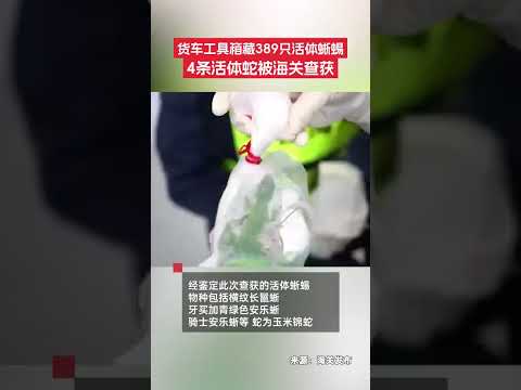 拱北海關所屬港珠澳大橋海關關員在查驗一輛進境粵港跨境貨車時，從工具箱內查獲藏匿一批“異寵”。經清點，共計活體蜥蜴389只、活體蛇4條。#海關 #異寵