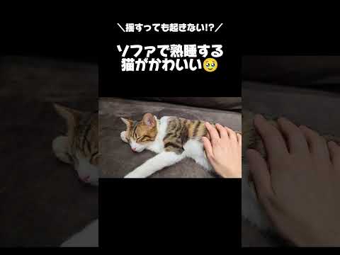 【起こしてみた】ソファで熟睡する猫がかわいい#猫 #保護猫 #ねこ #かわいい #shorts