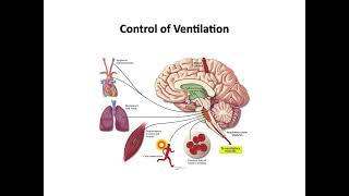 20220520 呼吸調控的生理與疾病介紹